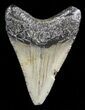 Juvenile Megalodon Tooth - South Carolina #45833-1